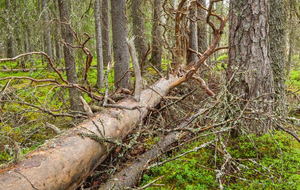 Nettoyage des chemins